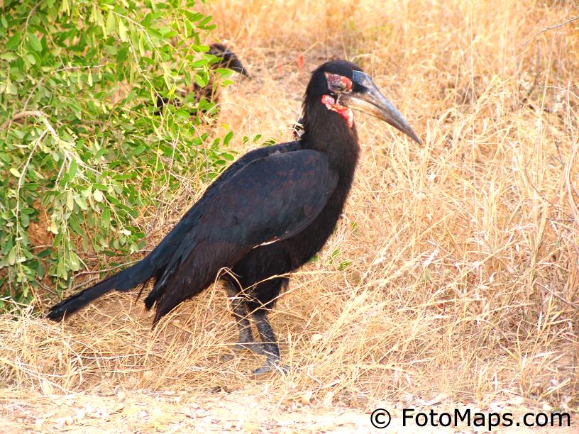 southern ground-hornbill